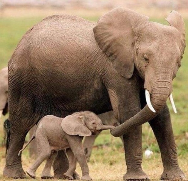 78+ Heart-touching Photos of Mothers and Their Babies 72 animal motherhood 51 78+ Heart-touching Photos of Mothers and Their Babies - 72