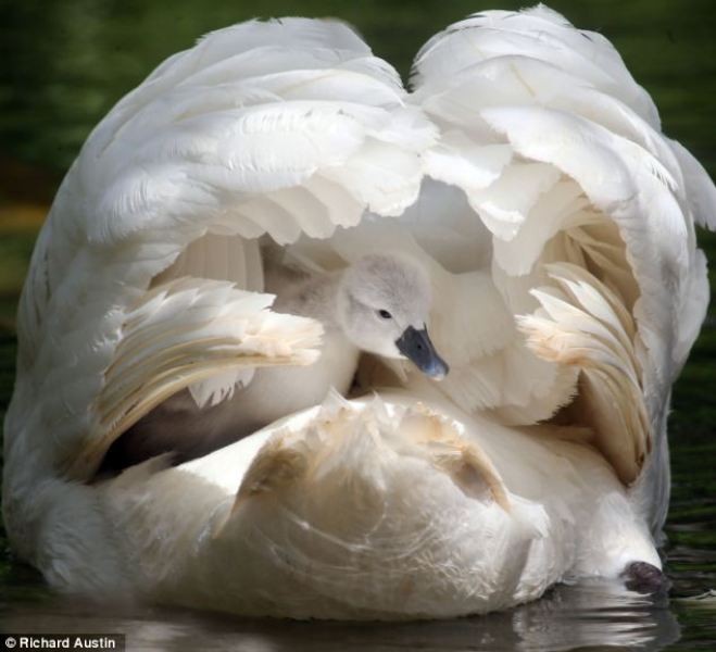 78+ Heart-touching Photos of Mothers and Their Babies 74 animal motherhood 53 78+ Heart-touching Photos of Mothers and Their Babies - 74