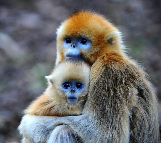 78+ Heart-touching Photos of Mothers and Their Babies 76 animal motherhood 55 78+ Heart-touching Photos of Mothers and Their Babies - 76