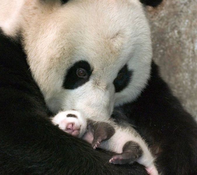 animal motherhood 56 78+ Heart-touching Photos of Mothers and Their Babies - 77