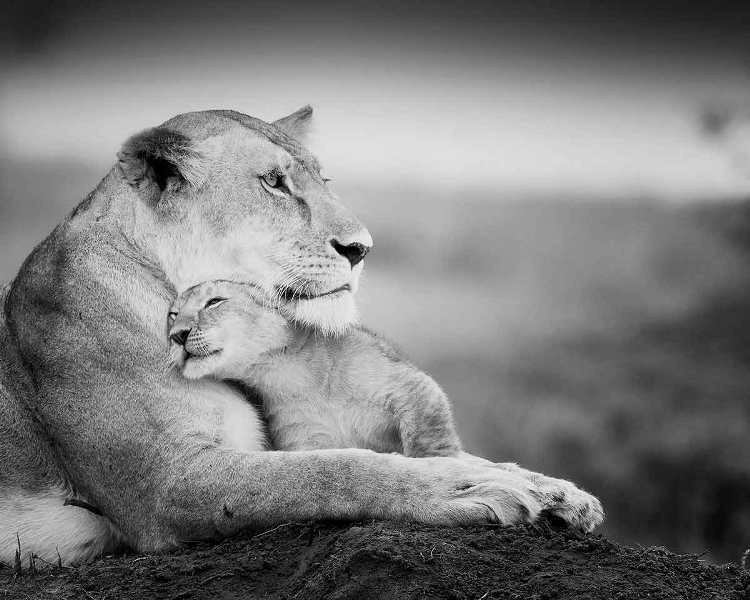 animal motherhood 57 78+ Heart-touching Photos of Mothers and Their Babies - 78