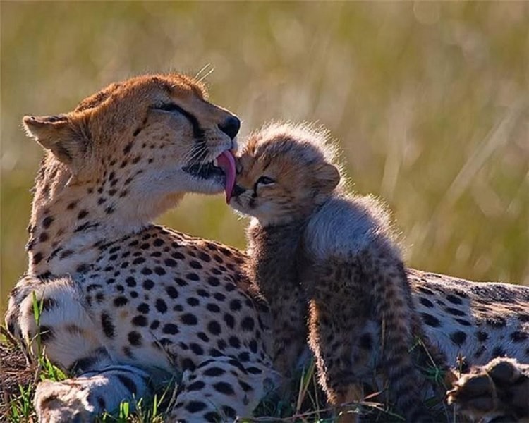 animal motherhood 58 78+ Heart-touching Photos of Mothers and Their Babies - 79