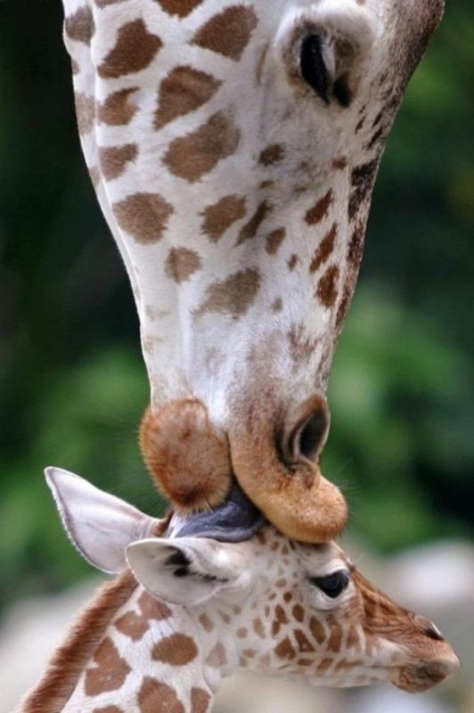 animal motherhood 6 78+ Heart-touching Photos of Mothers and Their Babies - 27