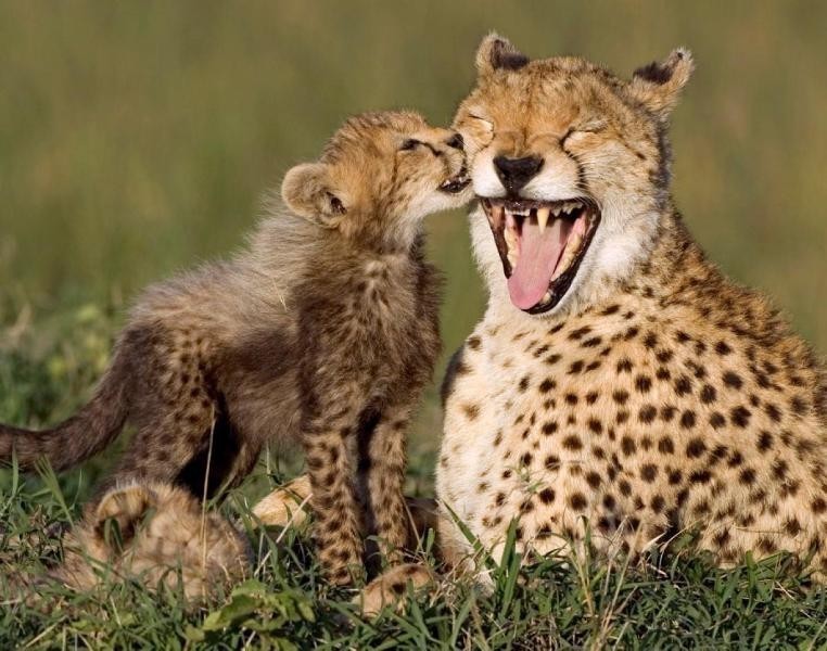 78+ Heart-touching Photos of Mothers and Their Babies 81 animal motherhood 60 78+ Heart-touching Photos of Mothers and Their Babies - 81