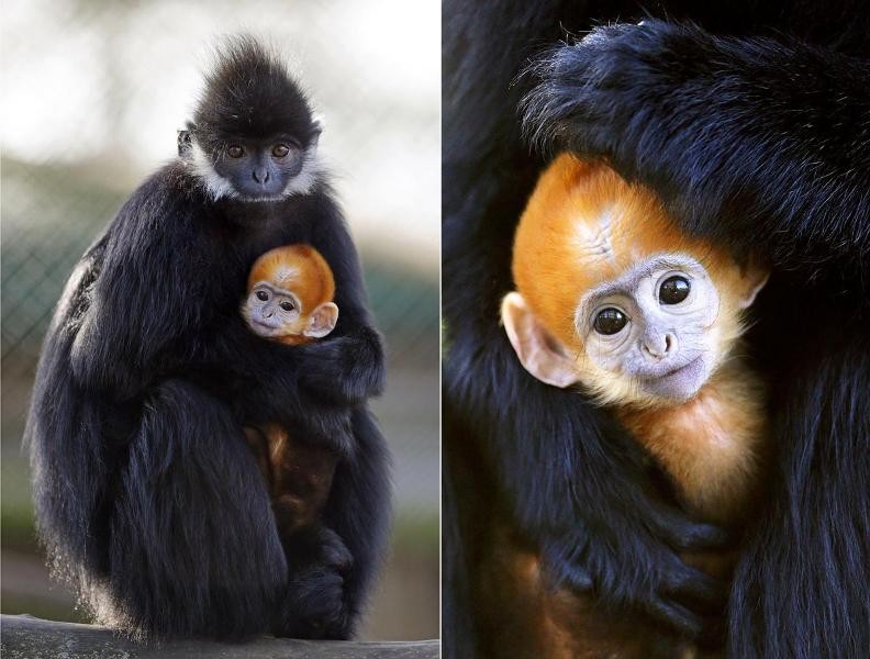 animal motherhood 62 78+ Heart-touching Photos of Mothers and Their Babies - 83