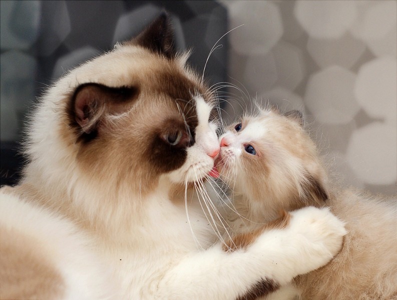 78+ Heart-touching Photos of Mothers and Their Babies 84 animal motherhood 63 78+ Heart-touching Photos of Mothers and Their Babies - 84
