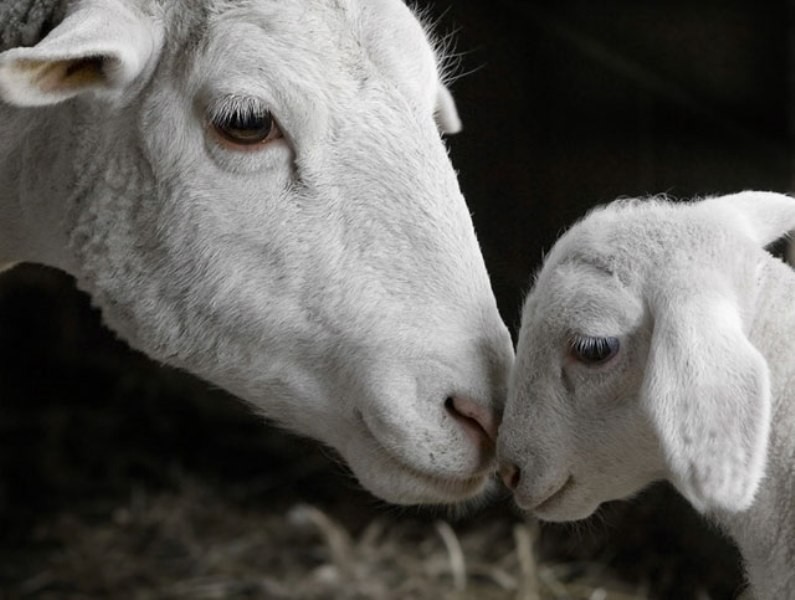 78+ Heart-touching Photos of Mothers and Their Babies 85 animal motherhood 64 78+ Heart-touching Photos of Mothers and Their Babies - 85