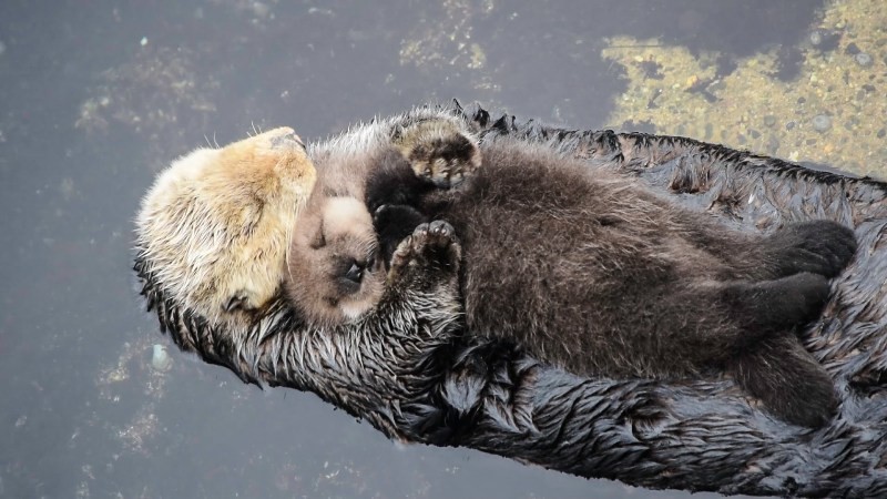 78+ Heart-touching Photos of Mothers and Their Babies 86 animal motherhood 65 78+ Heart-touching Photos of Mothers and Their Babies - 86