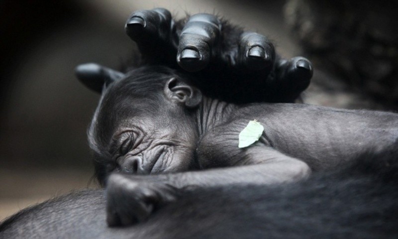 78+ Heart-touching Photos of Mothers and Their Babies 87 animal motherhood 66 78+ Heart-touching Photos of Mothers and Their Babies - 87