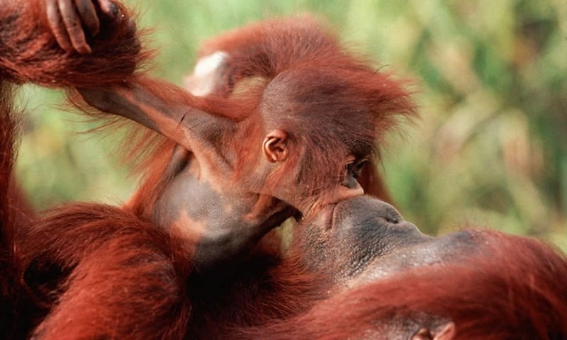 78+ Heart-touching Photos of Mothers and Their Babies 88 animal motherhood 67 78+ Heart-touching Photos of Mothers and Their Babies - 88
