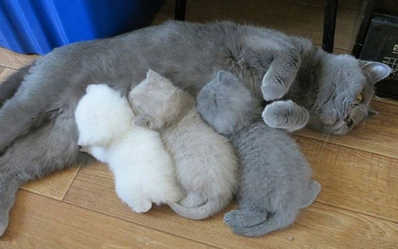 78+ Heart-touching Photos of Mothers and Their Babies 90 animal motherhood 69 78+ Heart-touching Photos of Mothers and Their Babies - 90