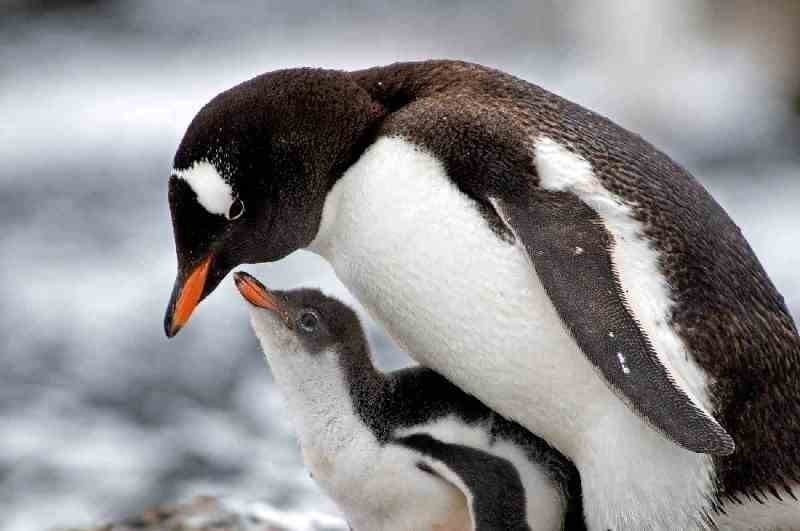 78+ Heart-touching Photos of Mothers and Their Babies 92 animal motherhood 70 78+ Heart-touching Photos of Mothers and Their Babies - 92
