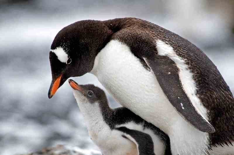 animal motherhood 70 78+ Heart-touching Photos of Mothers and Their Babies - 92