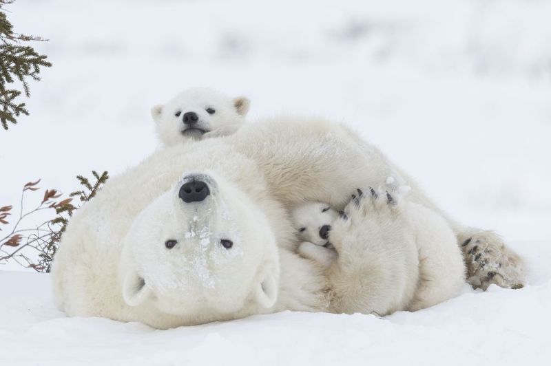 78+ Heart-touching Photos of Mothers and Their Babies 93 animal motherhood 71 78+ Heart-touching Photos of Mothers and Their Babies - 93