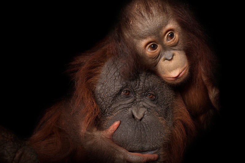 78+ Heart-touching Photos of Mothers and Their Babies 94 animal motherhood 72 78+ Heart-touching Photos of Mothers and Their Babies - 94
