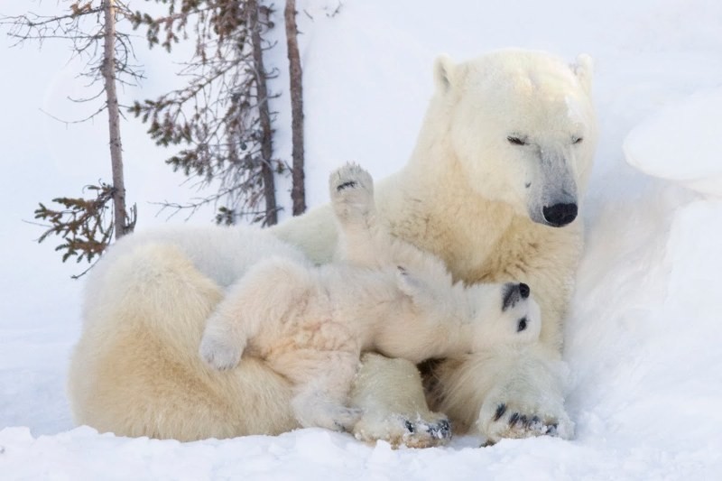 78+ Heart-touching Photos of Mothers and Their Babies 96 animal motherhood 73 78+ Heart-touching Photos of Mothers and Their Babies - 96