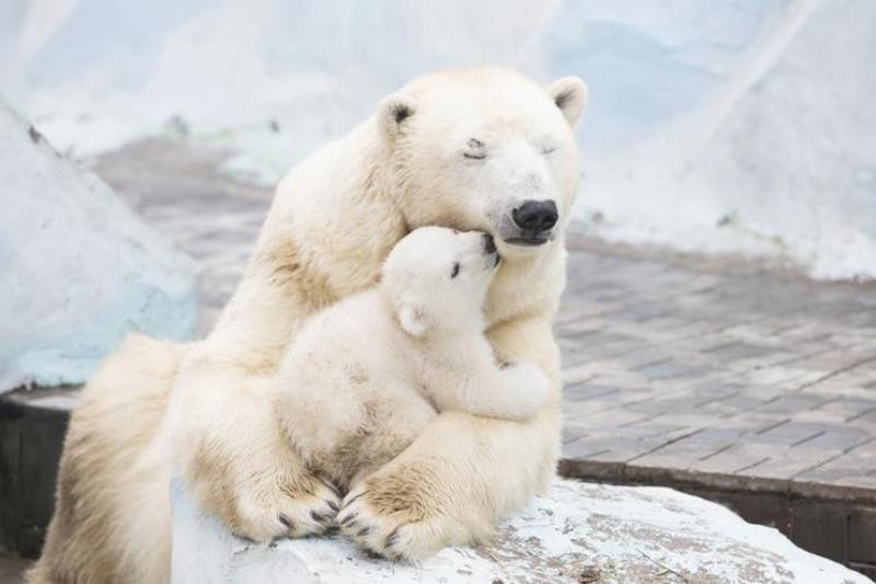 78+ Heart-touching Photos of Mothers and Their Babies 97 animal motherhood 74 78+ Heart-touching Photos of Mothers and Their Babies - 97