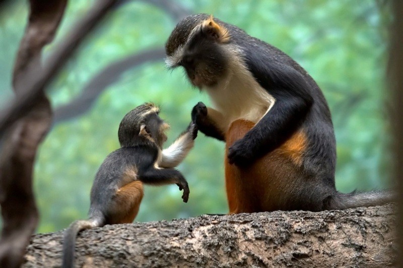78+ Heart-touching Photos of Mothers and Their Babies 99 animal motherhood 76 78+ Heart-touching Photos of Mothers and Their Babies - 99