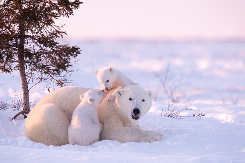 78+ Heart-touching Photos of Mothers and Their Babies 100 animal motherhood 77 78+ Heart-touching Photos of Mothers and Their Babies - 100