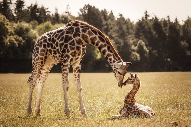 animal motherhood 78 78+ Heart-touching Photos of Mothers and Their Babies - 101