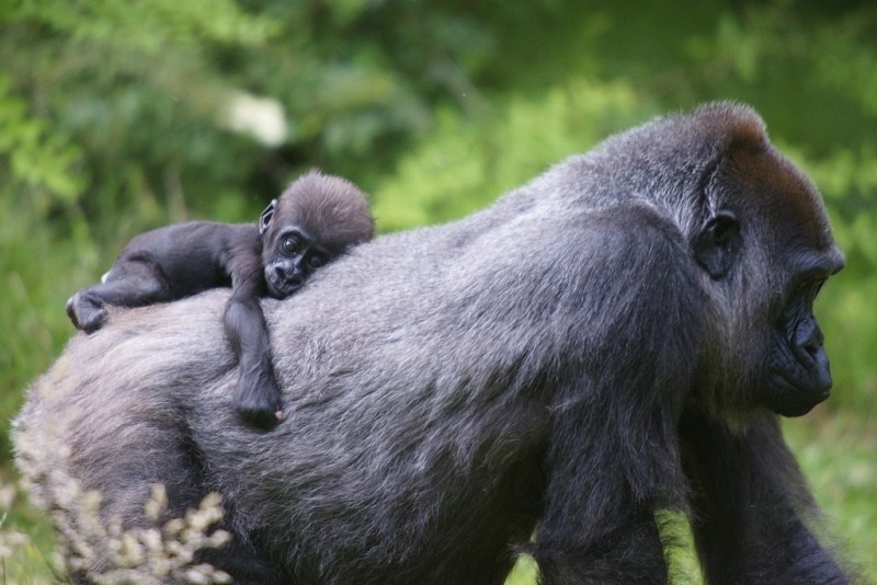 78+ Heart-touching Photos of Mothers and Their Babies 102 animal motherhood 79 78+ Heart-touching Photos of Mothers and Their Babies - 102
