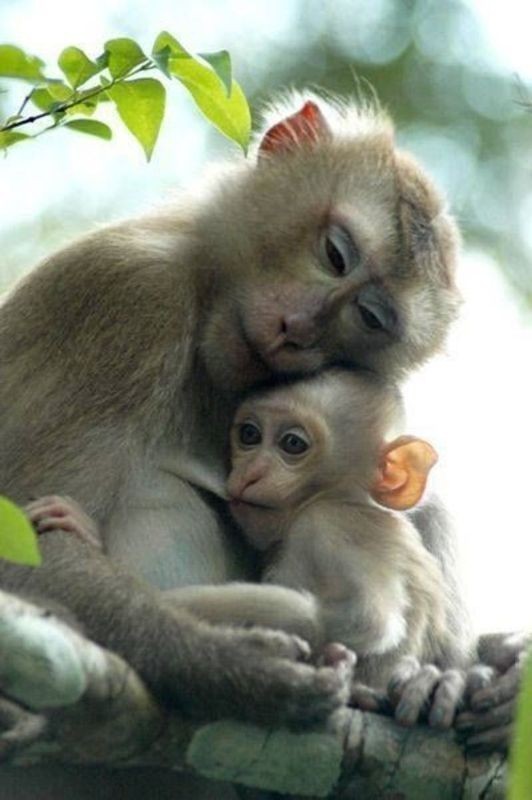 animal motherhood 8 78+ Heart-touching Photos of Mothers and Their Babies - 29