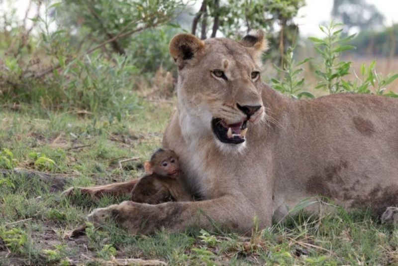 78+ Heart-touching Photos of Mothers and Their Babies 103 animal motherhood 80 78+ Heart-touching Photos of Mothers and Their Babies - 103