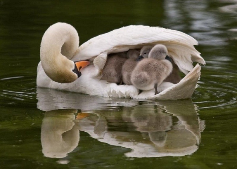 animal motherhood 81 78+ Heart-touching Photos of Mothers and Their Babies - 104