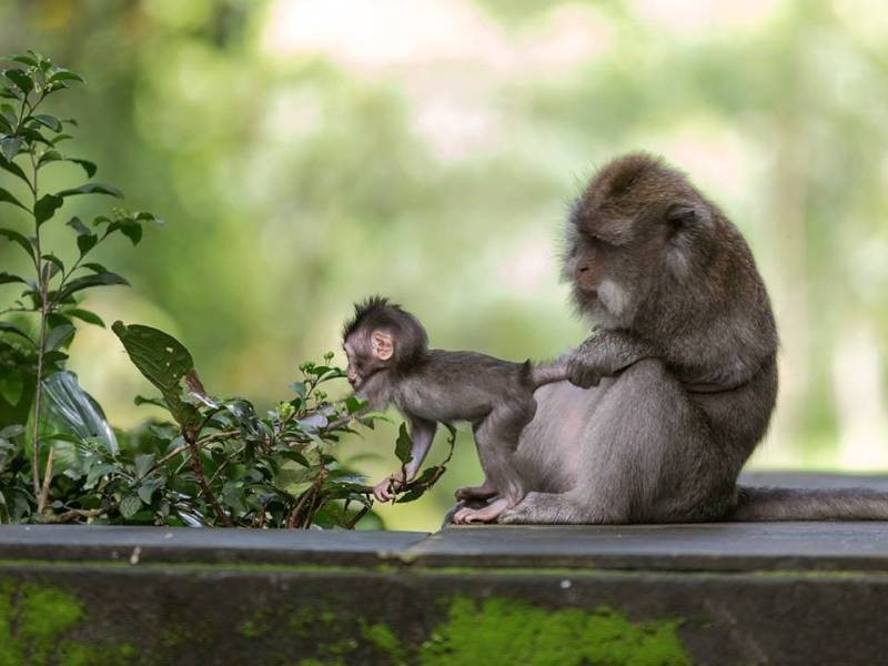 78+ Heart-touching Photos of Mothers and Their Babies 106 animal motherhood 83 78+ Heart-touching Photos of Mothers and Their Babies - 106