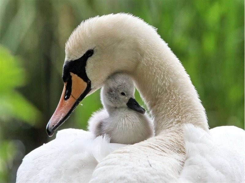 animal motherhood 84 78+ Heart-touching Photos of Mothers and Their Babies - 107