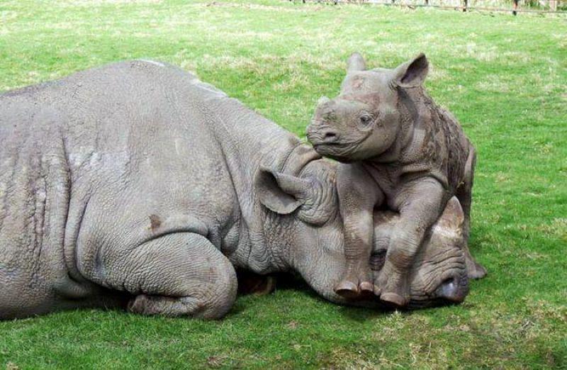 78+ Heart-touching Photos of Mothers and Their Babies 91 animal motherhood 85 78+ Heart-touching Photos of Mothers and Their Babies - 91