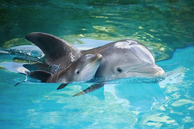 78+ Heart-touching Photos of Mothers and Their Babies 95 animal motherhood 86 78+ Heart-touching Photos of Mothers and Their Babies - 95