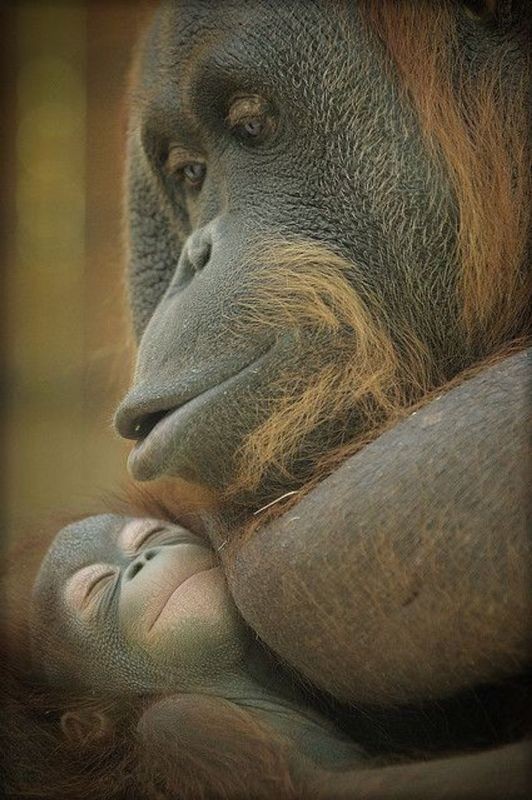 animal motherhood 9 78+ Heart-touching Photos of Mothers and Their Babies - 30