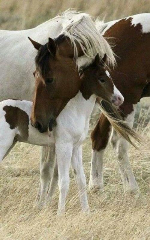 78+ Heart-touching Photos of Mothers and Their Babies 21 animal motherhood 78+ Heart-touching Photos of Mothers and Their Babies - 21