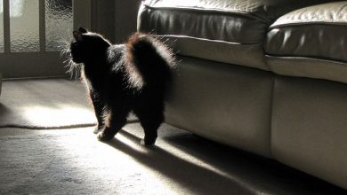 "Cat Spraying No More".. No More Pee Everywhere 87 black cat "Cat Spraying No More".. No More Pee Everywhere - 87