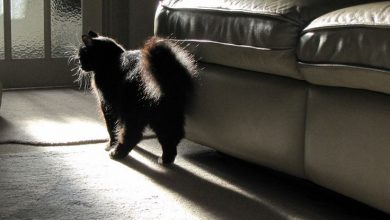 black cat "Cat Spraying No More".. No More Pee Everywhere - 8 dog breeds