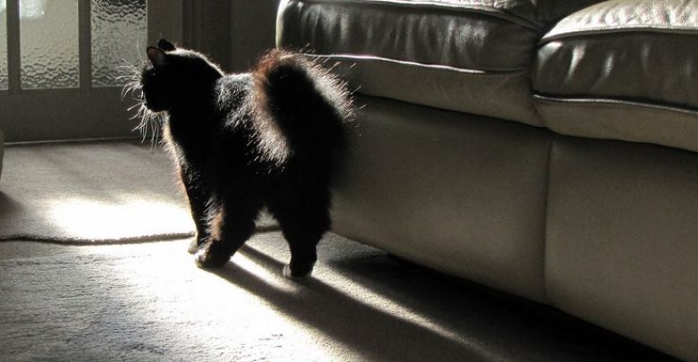 black cat "Cat Spraying No More".. No More Pee Everywhere - 1