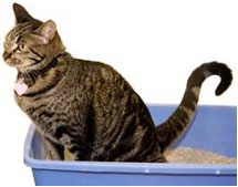 cat on bucket "Cat Spraying No More".. No More Pee Everywhere - 8