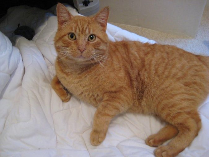 "Cat Spraying No More".. No More Pee Everywhere 4 cat peeing on bed "Cat Spraying No More".. No More Pee Everywhere - 4