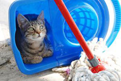 clean cat urine "Cat Spraying No More".. No More Pee Everywhere - 7
