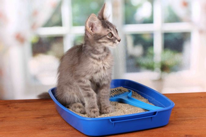 "Cat Spraying No More".. No More Pee Everywhere 2 kitty litter "Cat Spraying No More".. No More Pee Everywhere - 2