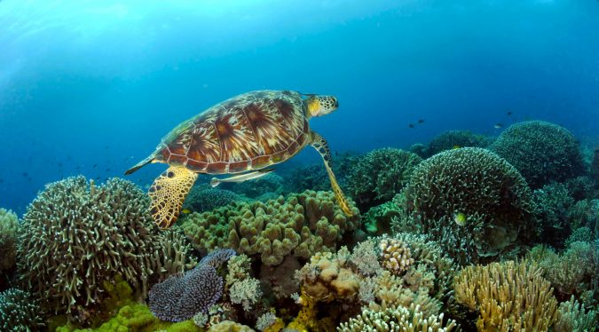 Top 10 Most Attractive Places you Should Visit in Philippines 23 tubbataha Top 10 Most Attractive Places you Should Visit in Philippines - 23