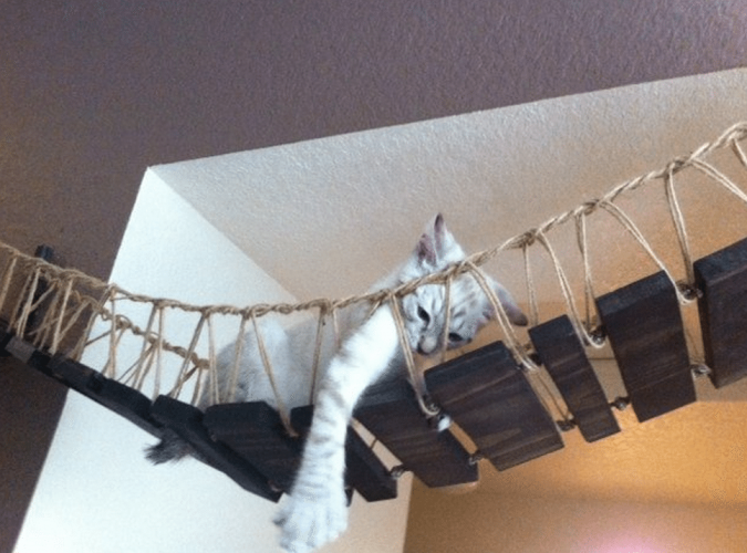 a cat on Indiana Jones Cat Bridge 2 15+ Cat Furniture Pieces for Cat Lovers - 10 Cat Furniture Pieces