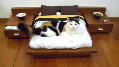 cat furniture mini bedroom 15+ Cat Furniture Pieces for Cat Lovers - 8
