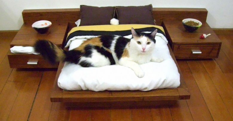 cat furniture mini bedroom 15+ Cat Furniture Pieces for Cat Lovers - breaded cats 1