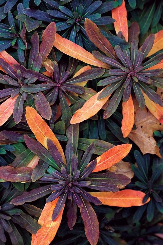 Color Chameleon Plants Trending: 15 Garden Designs to Watch for - 18