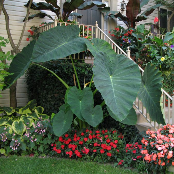garden design Statement tropical Plants Trending: 15 Garden Designs to Watch for - 16