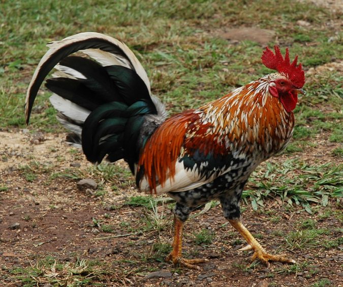New Year around the World.. One Event, Various Traditions 6 rooster Belarus New Year traditions New Year around the World.. One Event, Various Traditions - 6