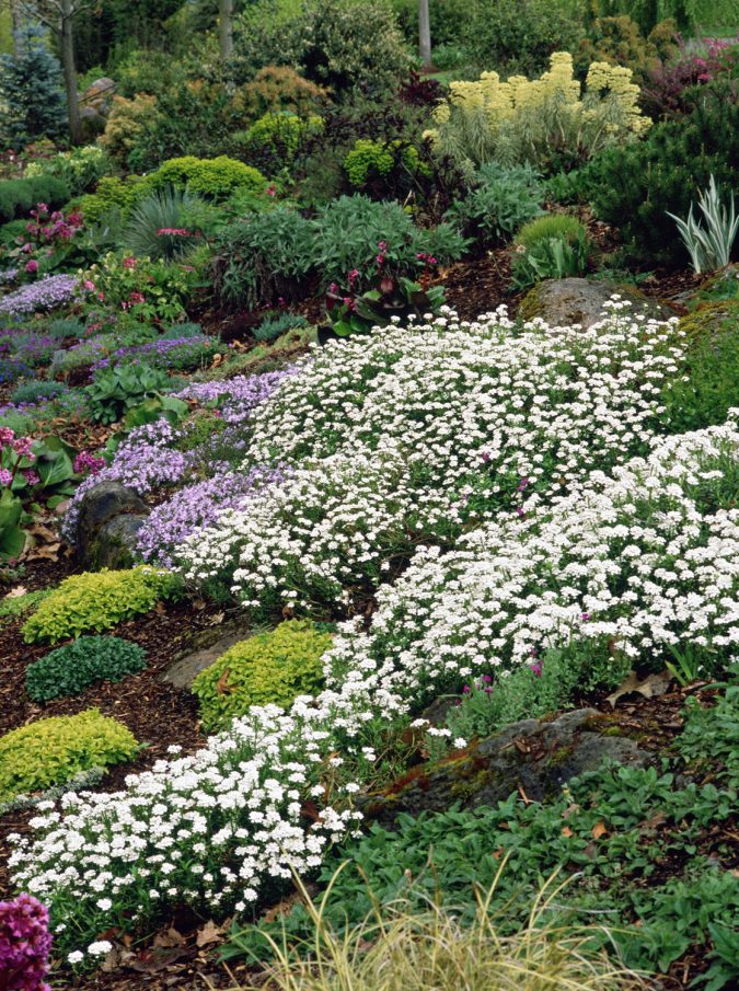 Top 10 Flowers That Bloom in Winter 11 Candytuft flowers 2 Top 10 Flowers That Bloom in Winter - 11
