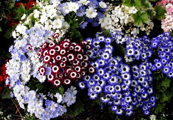 Top 10 Flowers That Bloom in Winter 3 Cineraria Top 10 Flowers That Bloom in Winter - 3